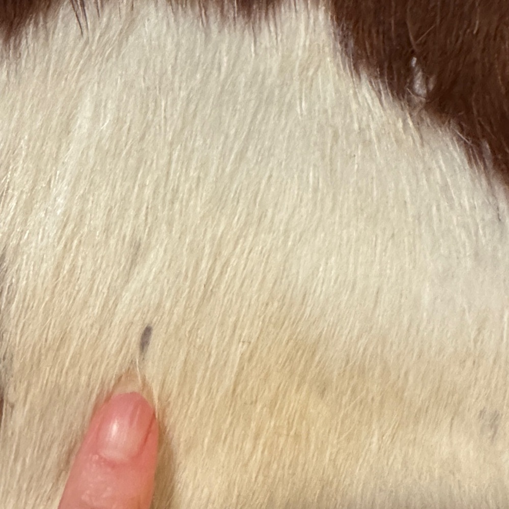 Cowhide artisan Brown and White Leather Shoulder Bag - Picture 9 of 11